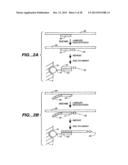 DETECTION OF NUCLEIC ACID REACTIONS ON BEAD ARRAYS diagram and image