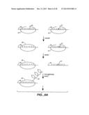 DETECTION OF NUCLEIC ACID REACTIONS ON BEAD ARRAYS diagram and image