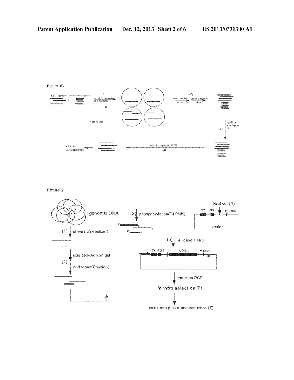 Selection and Enrichment of Proteins Using In Vitro Compartmentalization - diagram, schematic, and image 03