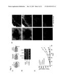 PAR1 AND PAR2 C-TAIL PEPTIDES AND PEPTIDE MIMETICS diagram and image