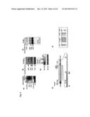 PAR1 AND PAR2 C-TAIL PEPTIDES AND PEPTIDE MIMETICS diagram and image