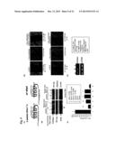 PAR1 AND PAR2 C-TAIL PEPTIDES AND PEPTIDE MIMETICS diagram and image