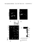 PAR1 AND PAR2 C-TAIL PEPTIDES AND PEPTIDE MIMETICS diagram and image