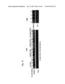 PAR1 AND PAR2 C-TAIL PEPTIDES AND PEPTIDE MIMETICS diagram and image