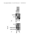 PAR1 AND PAR2 C-TAIL PEPTIDES AND PEPTIDE MIMETICS diagram and image