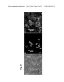 PAR1 AND PAR2 C-TAIL PEPTIDES AND PEPTIDE MIMETICS diagram and image