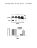 NITROFURAN COMPOUNDS FOR THE TREATMENT OF CANCER AND ANGIOGENESIS diagram and image