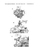 DEFENSIN-LIKE MOLECULES AS NOVEL ANTIMICROBIAL AGENTS diagram and image