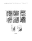 METHODS OF STIMULATING CELLULAR GROWTH, SYNAPTIC, REMODELING AND     CONSOLIDATION OF LONG-TERM MEMORY diagram and image