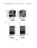 MICRORNAS AS NEW THERAPEUTIC TARGETS FOR THE PREVENTION AND/OR TREATMENT     OF RETINOPATHY diagram and image