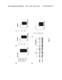 MICRORNAS AS NEW THERAPEUTIC TARGETS FOR THE PREVENTION AND/OR TREATMENT     OF RETINOPATHY diagram and image