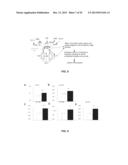 MICRORNAS AS NEW THERAPEUTIC TARGETS FOR THE PREVENTION AND/OR TREATMENT     OF RETINOPATHY diagram and image