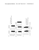 MICRORNAS AS NEW THERAPEUTIC TARGETS FOR THE PREVENTION AND/OR TREATMENT     OF RETINOPATHY diagram and image