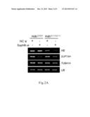 METHODS FOR MODULATING THE EXPRESSION AND AGGREGATION OF CAG-EXPANDED GENE     PRODUCT IN CELLS AND METHODS FOR IDENTIFYING AGENTS USEFUL FOR DOING THE     SAME diagram and image