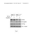 METHODS FOR MODULATING THE EXPRESSION AND AGGREGATION OF CAG-EXPANDED GENE     PRODUCT IN CELLS AND METHODS FOR IDENTIFYING AGENTS USEFUL FOR DOING THE     SAME diagram and image