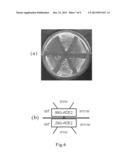 METHODS FOR MODULATING THE EXPRESSION AND AGGREGATION OF CAG-EXPANDED GENE     PRODUCT IN CELLS AND METHODS FOR IDENTIFYING AGENTS USEFUL FOR DOING THE     SAME diagram and image