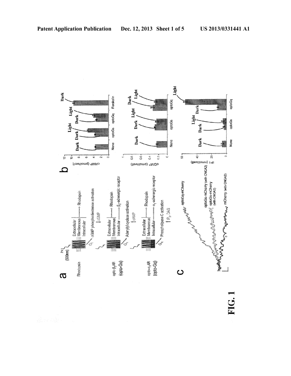 Cell Line, System and Method for Optical Control of Secondary Messengers - diagram, schematic, and image 02