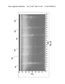 MULTI-COLOR DETECTION SYSTEM FOR MULTIPLEXED CAPILLARY ELECTROPHORESIS diagram and image