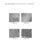 Magneto-Dielectric Polymer Nanocomposites and Method of Making diagram and image