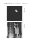 FOLATE TARGETED ENHANCED TUMOR AND FOLATE RECEPTOR POSITIVE TISSUE OPTICAL     IMAGING TECHNOLOGY diagram and image