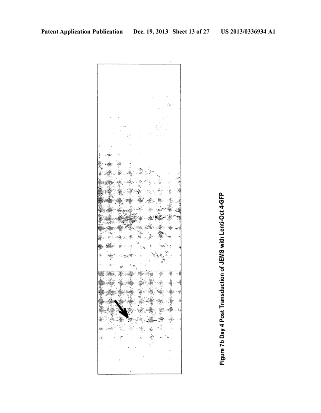 MULTIPOTENT STEM CELLS AND USES THEREOF - diagram, schematic, and image 14