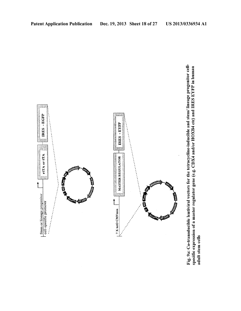 MULTIPOTENT STEM CELLS AND USES THEREOF - diagram, schematic, and image 19