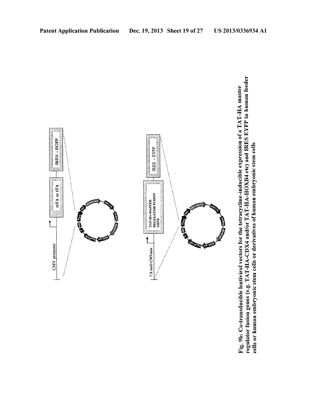 MULTIPOTENT STEM CELLS AND USES THEREOF - diagram, schematic, and image 20