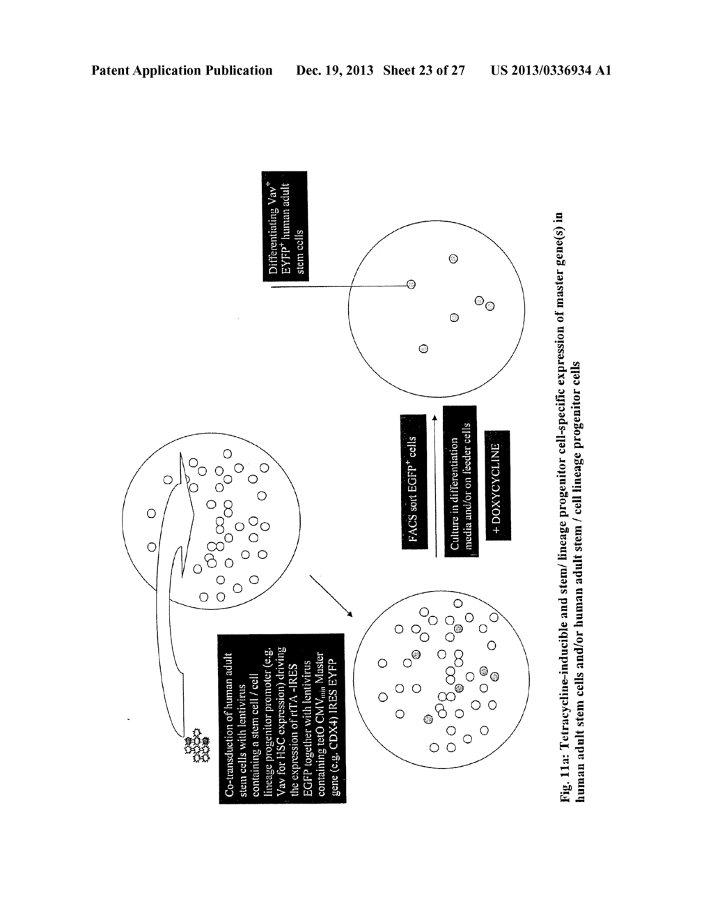 MULTIPOTENT STEM CELLS AND USES THEREOF - diagram, schematic, and image 24