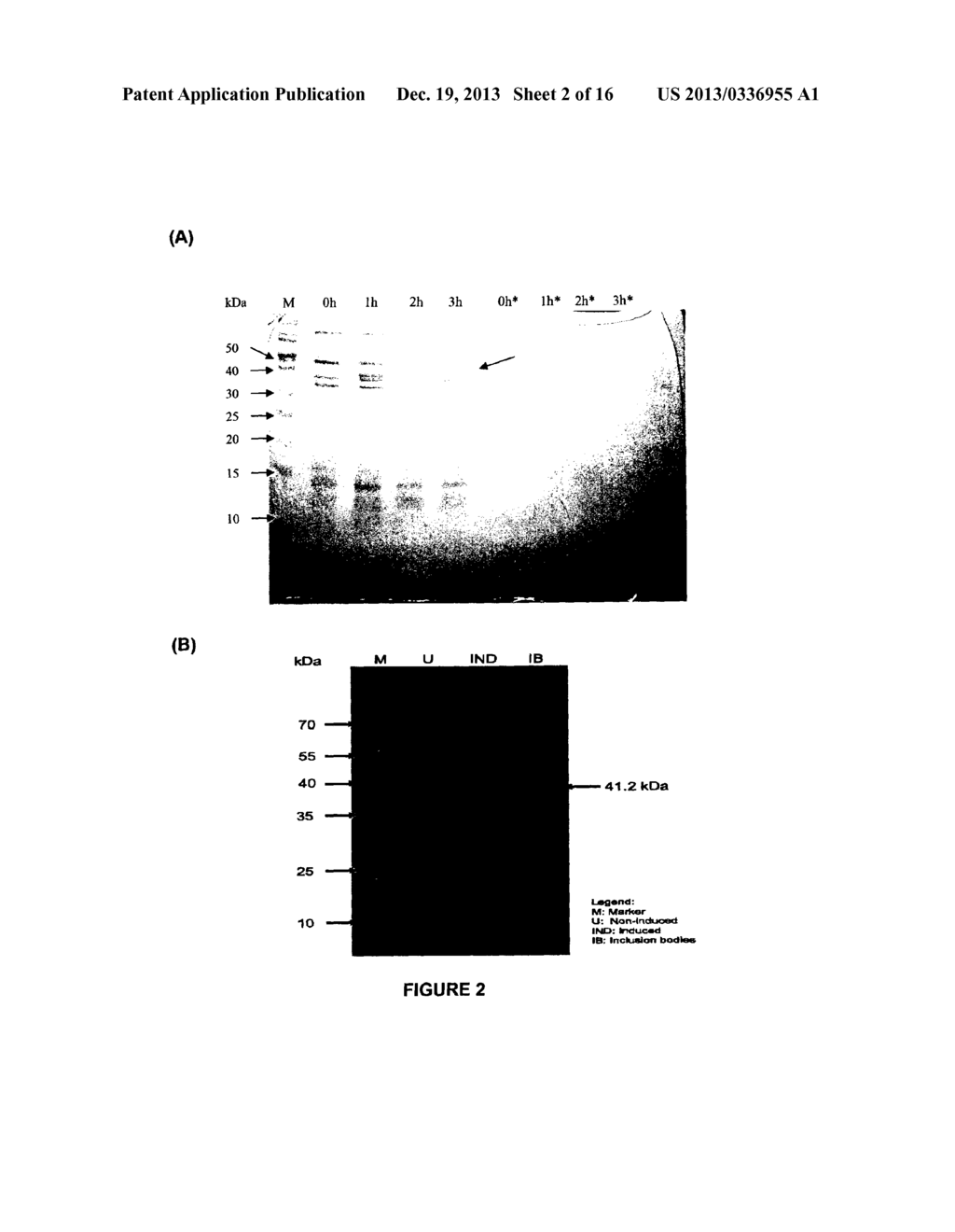 ANTIMICROBIAL FUSION COMPOUNDS AND USES THEREOF - diagram, schematic, and image 03