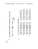 A METHOD OF ENHANCING MIR-185 EXPRESSION TO REDUCE LOW DENSITY     LIPOPROTEIN/CHOLESTEROL ACCUMULATION IN A CELL diagram and image