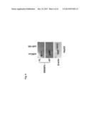 A METHOD OF ENHANCING MIR-185 EXPRESSION TO REDUCE LOW DENSITY     LIPOPROTEIN/CHOLESTEROL ACCUMULATION IN A CELL diagram and image