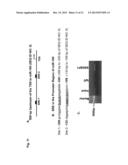 A METHOD OF ENHANCING MIR-185 EXPRESSION TO REDUCE LOW DENSITY     LIPOPROTEIN/CHOLESTEROL ACCUMULATION IN A CELL diagram and image