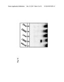 A METHOD OF ENHANCING MIR-185 EXPRESSION TO REDUCE LOW DENSITY     LIPOPROTEIN/CHOLESTEROL ACCUMULATION IN A CELL diagram and image