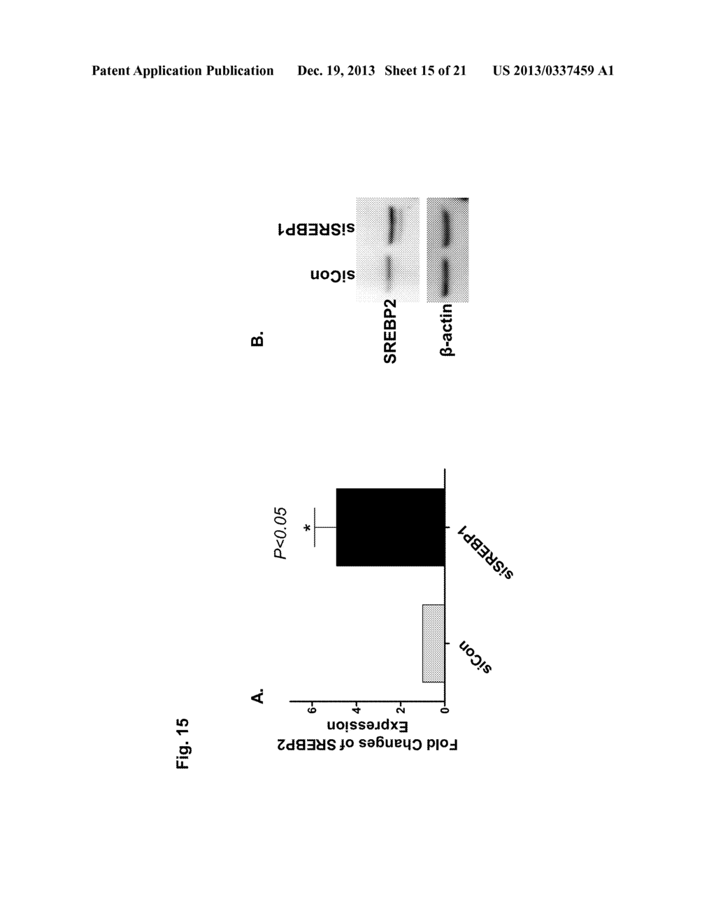 A METHOD OF ENHANCING MIR-185 EXPRESSION TO REDUCE LOW DENSITY     LIPOPROTEIN/CHOLESTEROL ACCUMULATION IN A CELL - diagram, schematic, and image 16