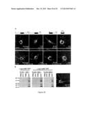 Cell-Based Models of Neurodegenerative Disease diagram and image