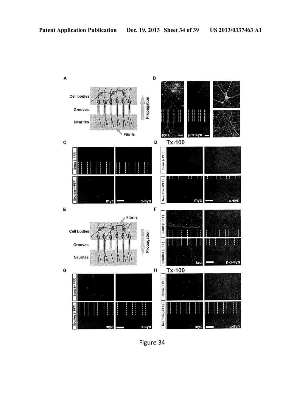 Cell-Based Models of Neurodegenerative Disease - diagram, schematic, and image 35