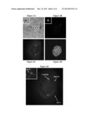 CELL DIVISION MARKER diagram and image