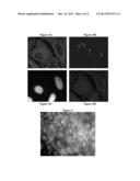 CELL DIVISION MARKER diagram and image