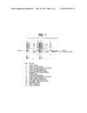 MUTANT PROTEINASE WITH REDUCED SELF-CLEAVAGE ACTIVITY AND METHOD OF     PURIFICATION diagram and image