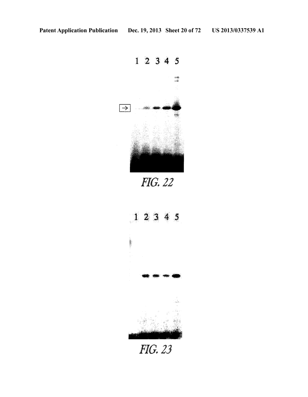 COVALENT TETHERING OF FUNCTIONAL GROUPS TO PROTEINS AND SUBSTRATES     THEREFOR - diagram, schematic, and image 21