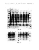 COVALENT TETHERING OF FUNCTIONAL GROUPS TO PROTEINS AND SUBSTRATES     THEREFOR diagram and image