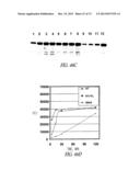 COVALENT TETHERING OF FUNCTIONAL GROUPS TO PROTEINS AND SUBSTRATES     THEREFOR diagram and image