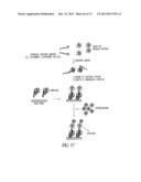 COVALENT TETHERING OF FUNCTIONAL GROUPS TO PROTEINS AND SUBSTRATES     THEREFOR diagram and image