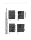 ISOLATION, CULTIVATION AND USES OF STEM/PROGENITOR CELLS diagram and image