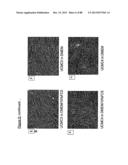 ISOLATION, CULTIVATION AND USES OF STEM/PROGENITOR CELLS diagram and image