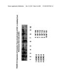 ISOLATION, CULTIVATION AND USES OF STEM/PROGENITOR CELLS diagram and image