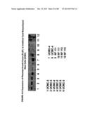 ISOLATION, CULTIVATION AND USES OF STEM/PROGENITOR CELLS diagram and image