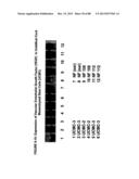 ISOLATION, CULTIVATION AND USES OF STEM/PROGENITOR CELLS diagram and image