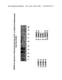 ISOLATION, CULTIVATION AND USES OF STEM/PROGENITOR CELLS diagram and image