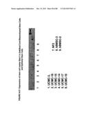 ISOLATION, CULTIVATION AND USES OF STEM/PROGENITOR CELLS diagram and image